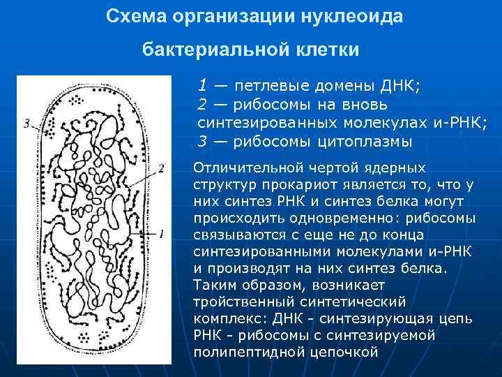  Схема организации нуклеоида бактериальной клетки 1 — петлевые домены ДНК; 2 — рибосомы