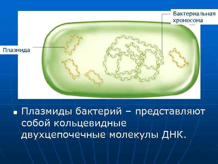 Прокариоты кольцевая днк. Нуклеоид бактерий. Нуклеоид бактериальной клетки. Строение бактерии плазмида. Плазмида и нуклеоид.