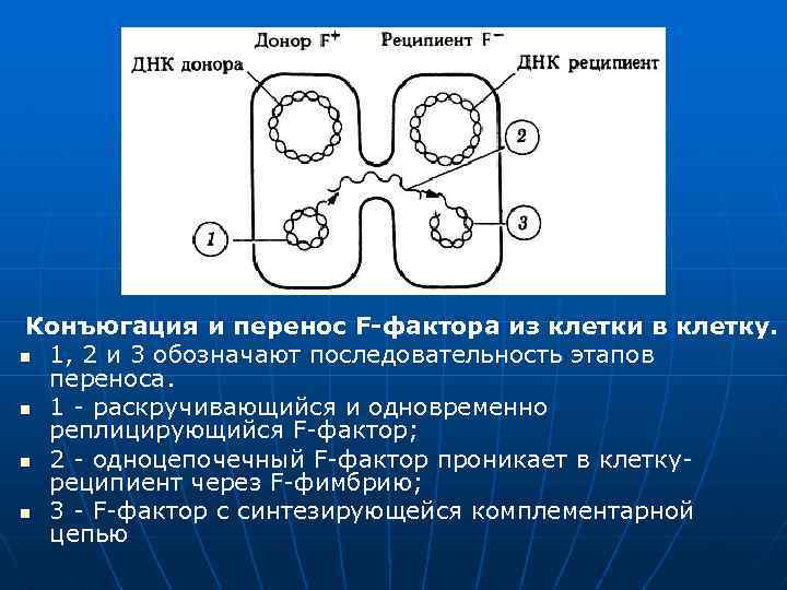 Конъюгация и перенос F-фактора из клетки в клетку. n 1, 2 и 3 обозначают