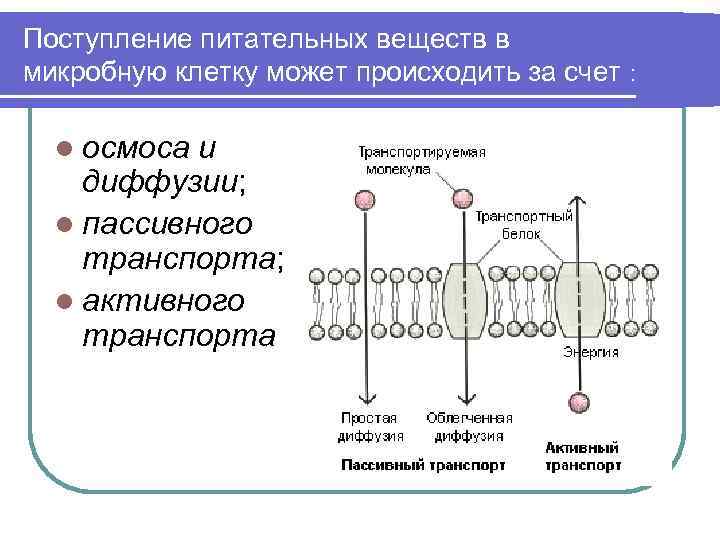 Поступление питательных веществ в микробную клетку может происходить за счет : l осмоса и