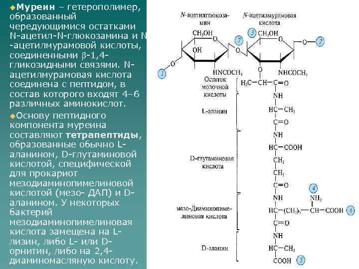 u. Муреин – гетерополимер, образованный чередующимися остатками N-ацетил-N-глюкозамина и N -ацетилмурамовой кислоты, соединенными -1,