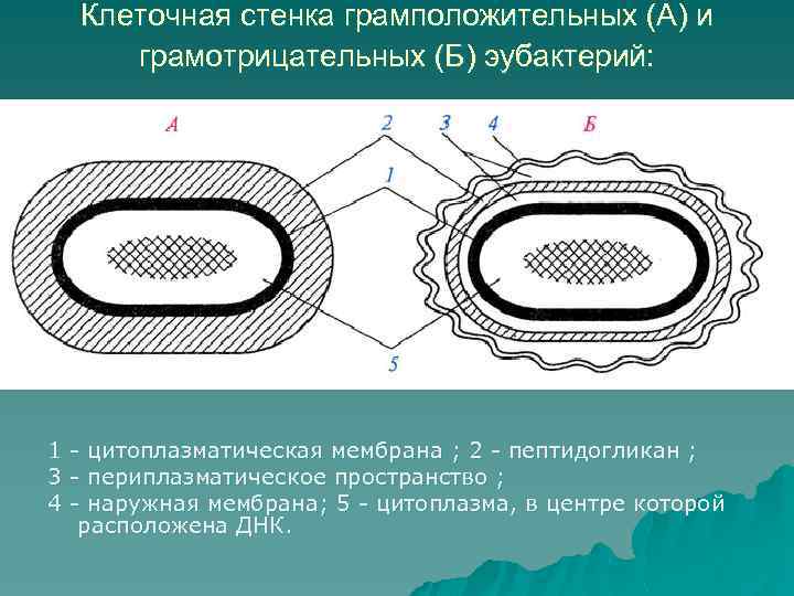 Клеточная стенка грамположительных (А) и грамотрицательных (Б) эубактерий: 1 - цитоплазматическая мембрана ; 2