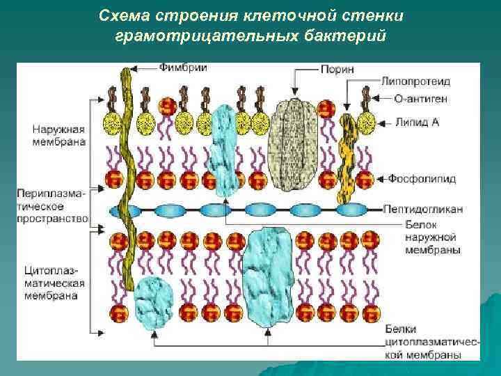 Схема строения клеточной стенки грамотрицательных бактерий 