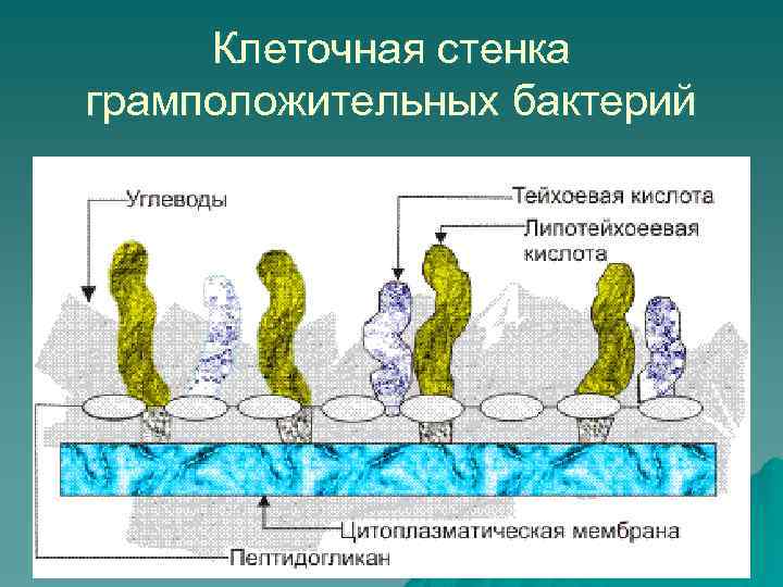 Клеточная стенка грамположительных бактерий 