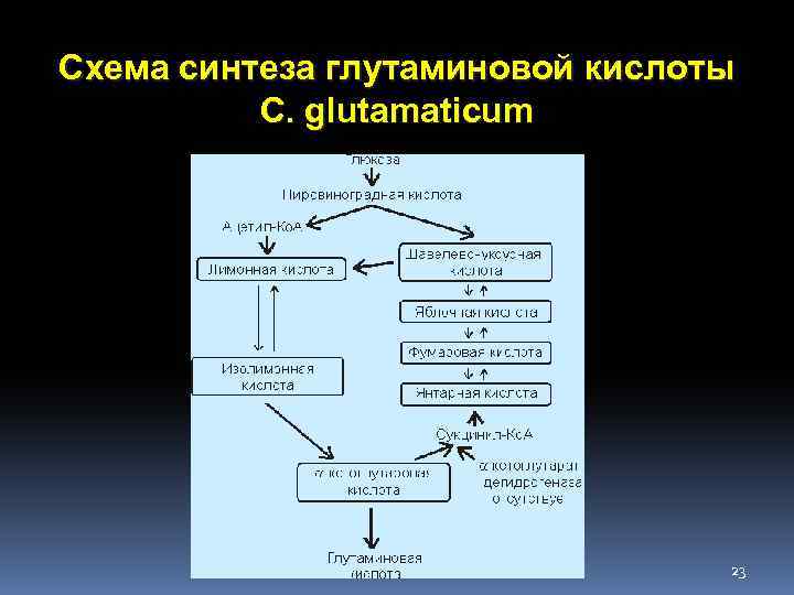 Схема синтеза глутаминовой кислоты C. glutamaticum 23 