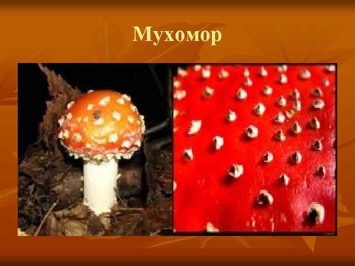 Мухомор 