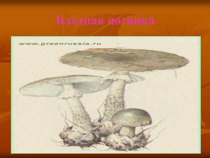 Бледная поганка 