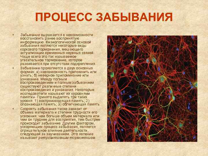 Некоторые являются. Физиологической основой забывания является:. Физиологическая основа забывания. Основой забывания является. Актуализация временных нервных связей.