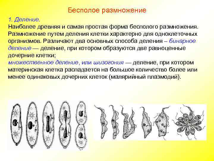 Размножение людей фото