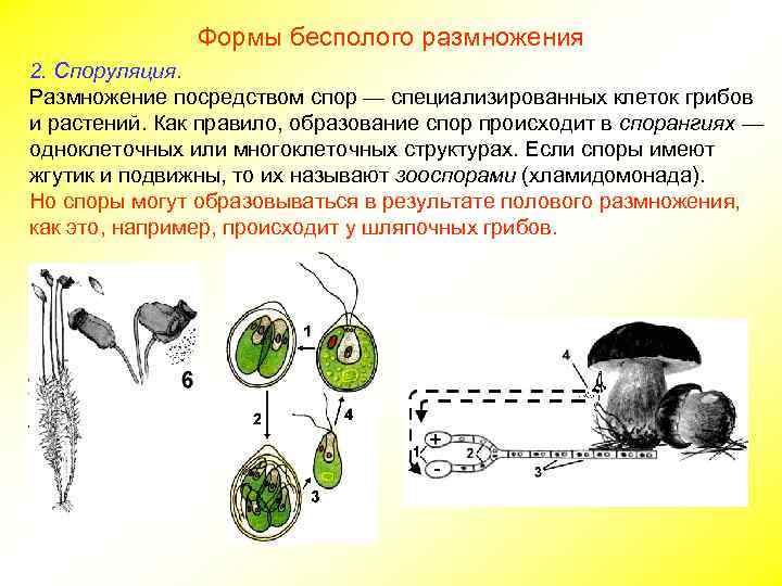 Схема бесполого размножения 6 класс