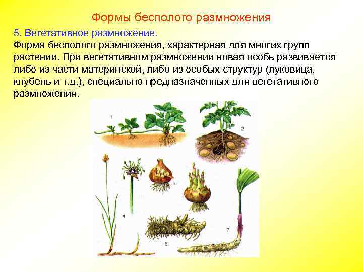 Формы бесполого размножения 5. Вегетативное размножение. Форма бесполого размножения, характерная для многих групп растений.