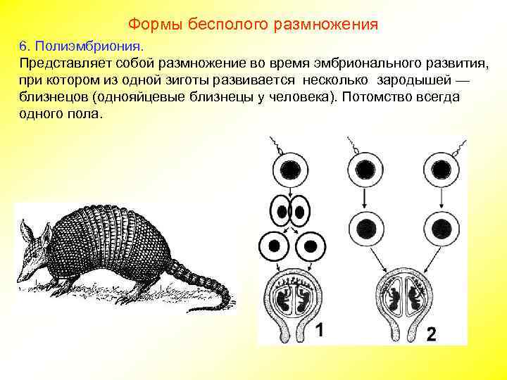 Используя картинки укажи способ размножения при котором потомство более разнообразно