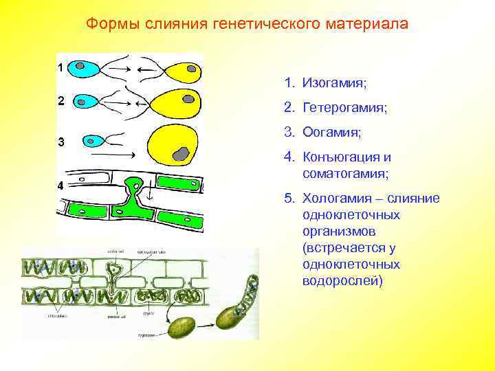 Формы слияния генетического материала 1. Изогамия; 2. Гетерогамия; 3. Оогамия; 4. Конъюгация и соматогамия;