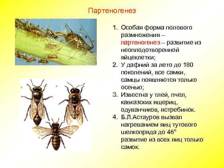 Партеногенез 1. Особая форма полового размножения – партеногенез – развитие из неоплодотворенной яйцеклетки; 2.