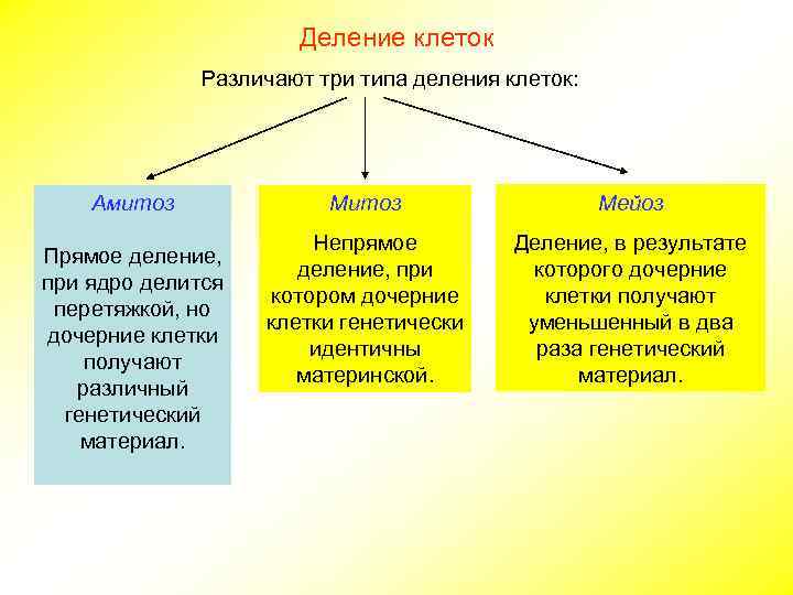 Деление клеток Различают три типа деления клеток: Амитоз Прямое деление, при ядро делится перетяжкой,