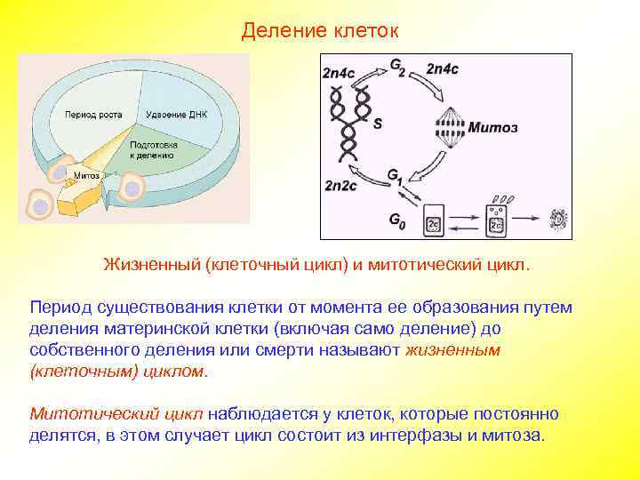 Дать определение митотического цикла