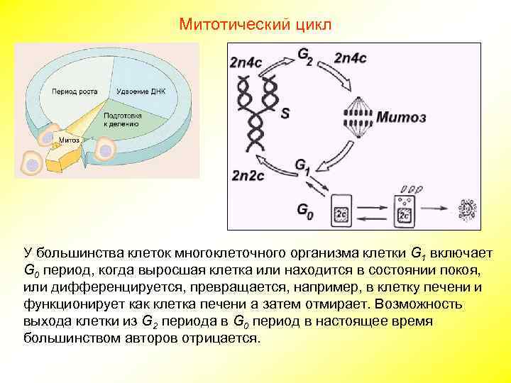 Митотический цикл У большинства клеток многоклеточного организма клетки G 1 включает G 0 период,
