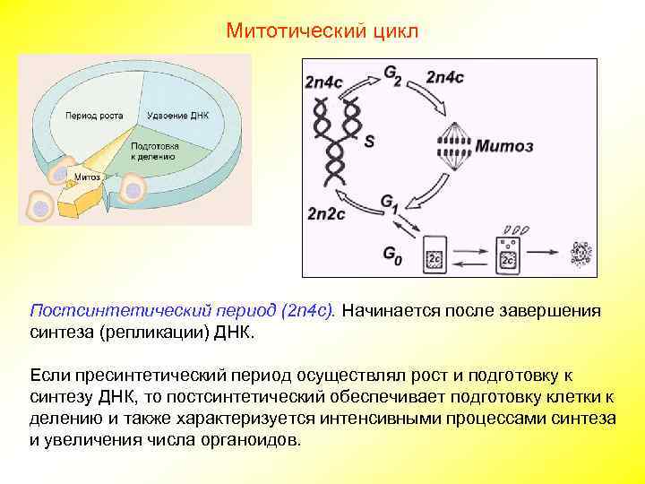 Митотический цикл Постсинтетический период (2 n 4 c). Начинается после завершения синтеза (репликации) ДНК.