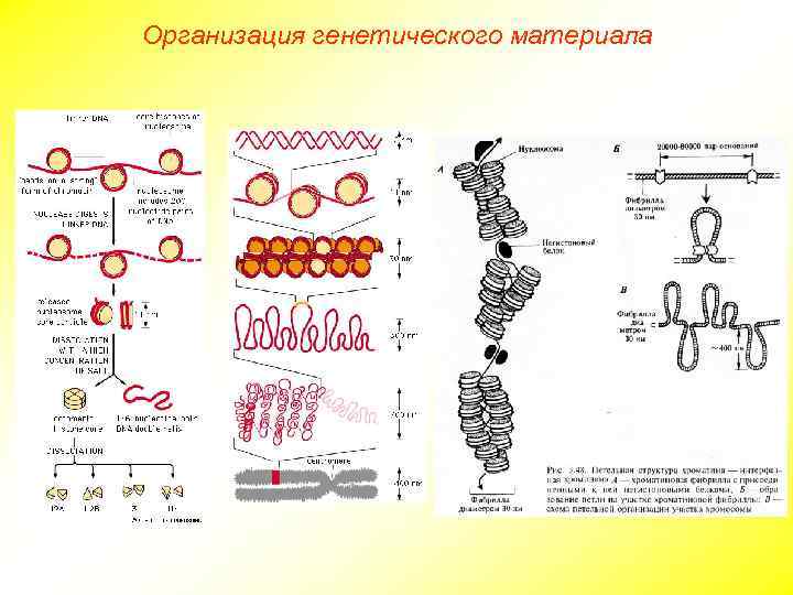 Организация генетического материала 