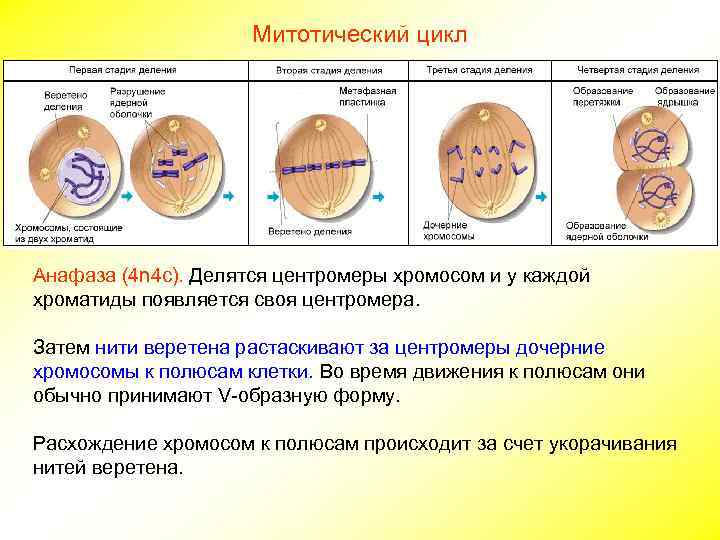Митотический цикл Анафаза (4 n 4 c). Делятся центромеры хромосом и у каждой хроматиды