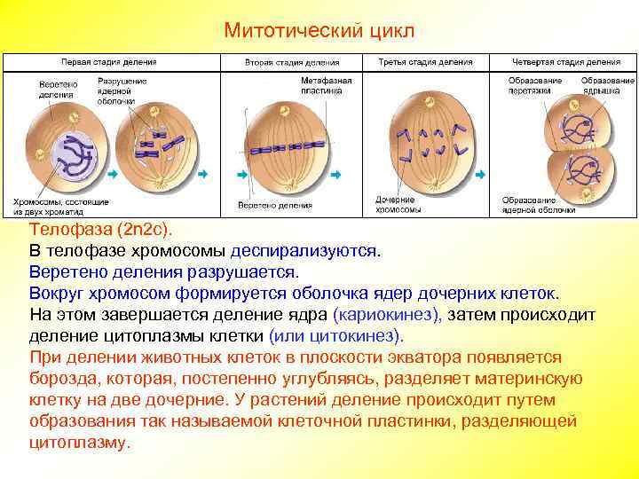 Митотический цикл Телофаза (2 n 2 c). В телофазе хромосомы деспирализуются. Веретено деления разрушается.