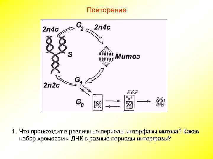Повторение 1. Что происходит в различные периоды интерфазы митоза? Каков набор хромосом и ДНК