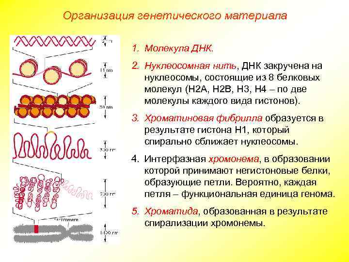 Организация генетического материала 1. Молекула ДНК. 2. Нуклеосомная нить, ДНК закручена на нуклеосомы, состоящие