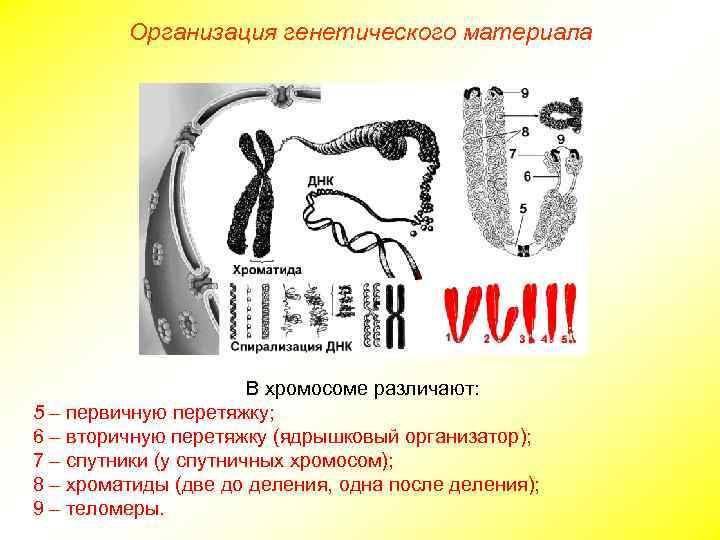 Организация генетического материала В хромосоме различают: 5 – первичную перетяжку; 6 – вторичную перетяжку