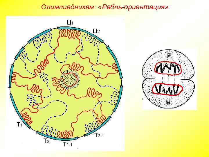 Олимпиадникам: «Рабль-ориентация» 