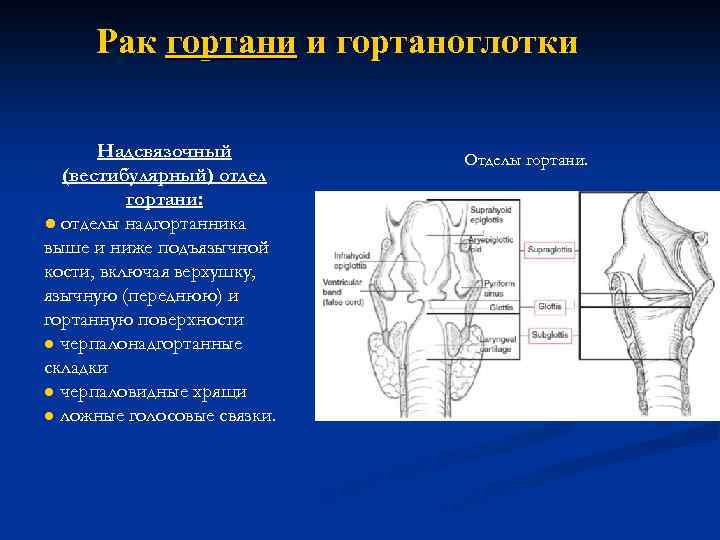 Рак гортани и гортаноглотки Надсвязочный (вестибулярный) отдел гортани: ● отделы надгортанника выше и ниже