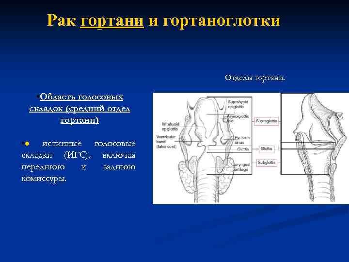 Отделы гортани