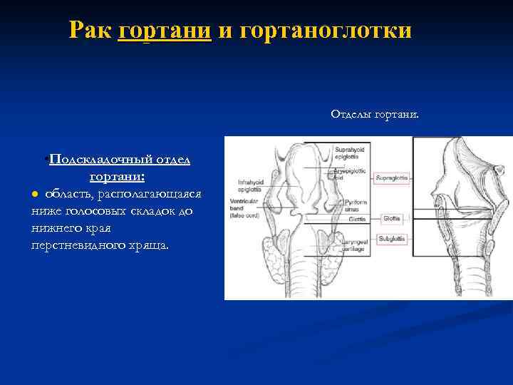 Отделы гортани