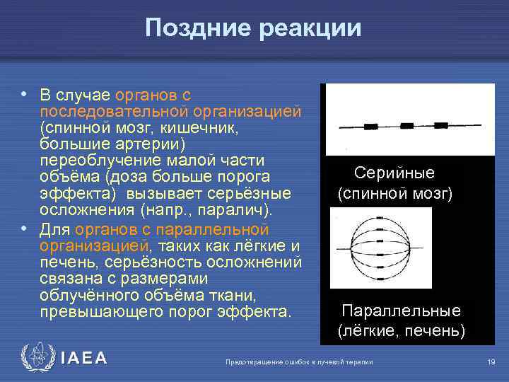 Поздние реакции • В случае органов с последовательной организацией (спинной мозг, кишечник, большие артерии)