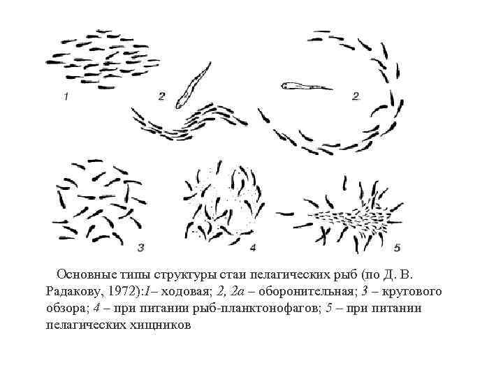 Основные типы структуры стаи пелагических рыб (по Д. В. Радакову, 1972): 1– ходовая; 2,