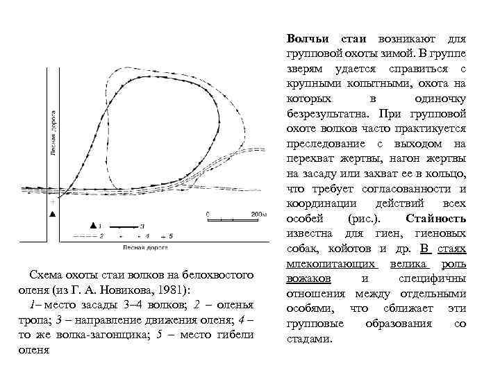 Схема охоты стаи волков на белохвостого оленя (из Г. А. Новикова, 1981): 1– место