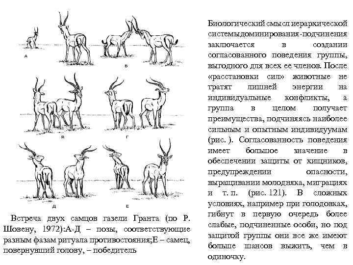 Группа горилл представленная на рисунке иллюстрируют структуру популяции