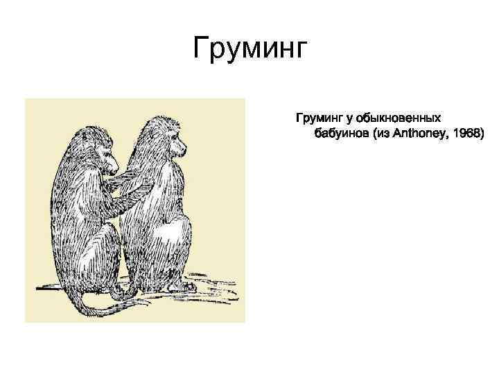 Груминг у обыкновенных бабуинов (из Anthoney, 1968) 