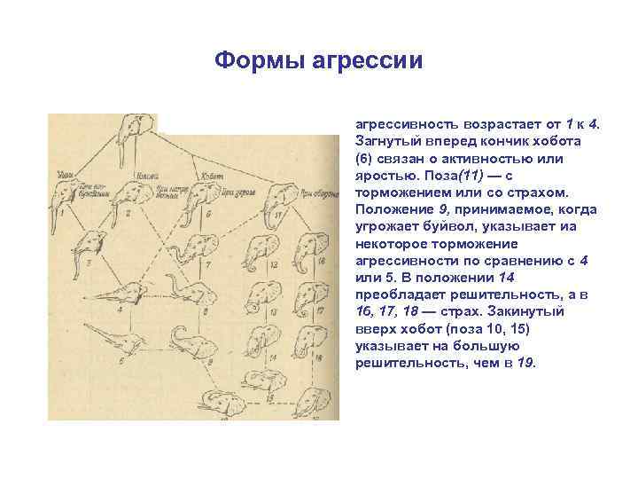 Формы агрессии • агрессивность возрастает от 1 к 4. Загнутый вперед кончик хобота (6)