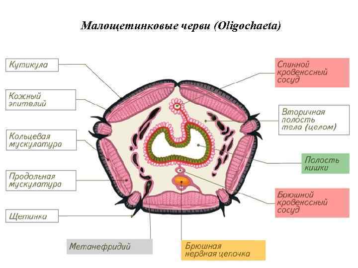 Малощетинковые черви (Oligochaeta) 