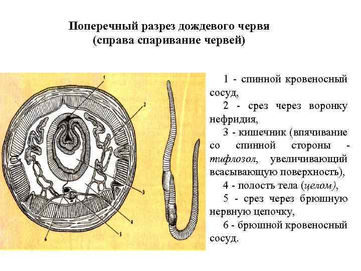 Поперечный разрез дождевого червя (справа спаривание червей) 1 - спинной кровеносный сосуд, 2 -