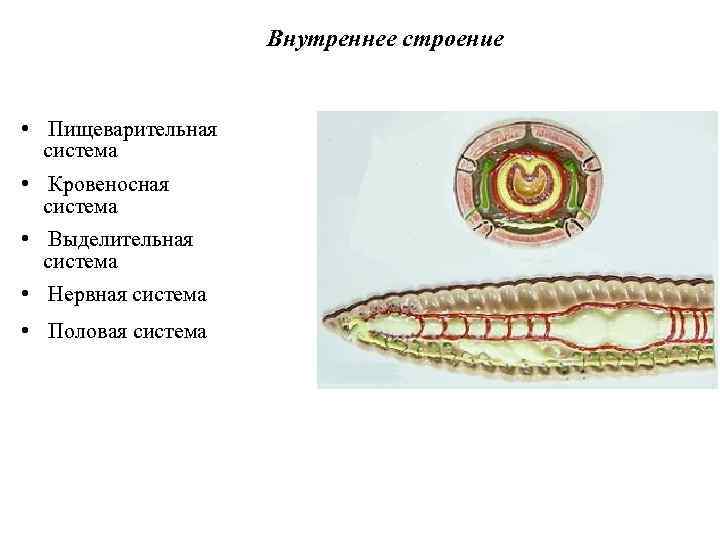 Внутреннее строение • Пищеварительная система • Кровеносная система • Выделительная система • Нервная система