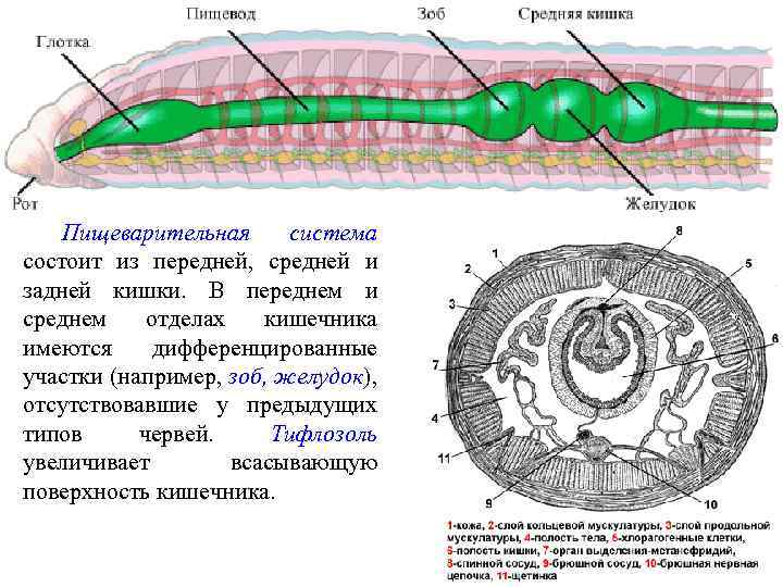 Пищеварительная система состоит из передней, средней и задней кишки. В переднем и среднем отделах