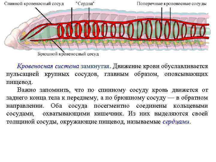 Кровеносная система замкнутая. Движение крови обуславливается пульсацией крупных сосудов, главным образом, опоясывающих пищевод. Важно