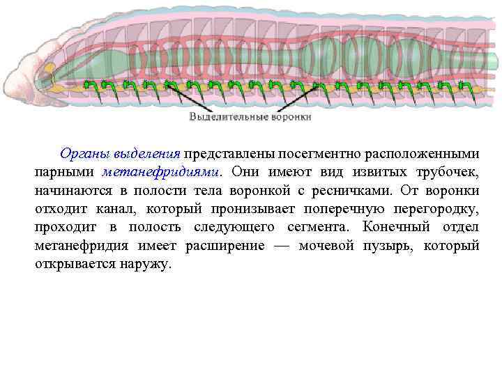 Органы выделения представлены посегментно расположенными парными метанефридиями. Они имеют вид извитых трубочек, начинаются в