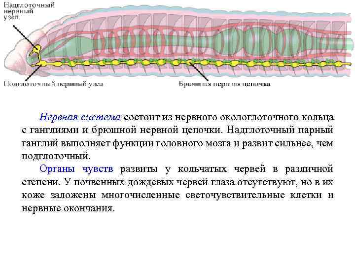 Нервная система состоит из нервного окологлоточного кольца с ганглиями и брюшной нервной цепочки. Надглоточный