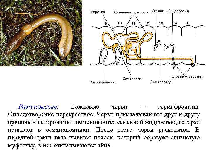 Размножение. Дождевые черви — гермафродиты. Оплодотворение перекрестное. Черви прикладываются друг к другу брюшными сторонами