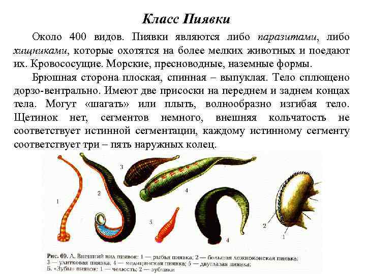 Класс Пиявки Около 400 видов. Пиявки являются либо паразитами, либо хищниками, которые охотятся на