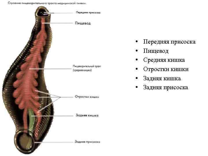  • • • Передняя присоска Пищевод Средняя кишка Отростки кишки Задняя кишка Задняя