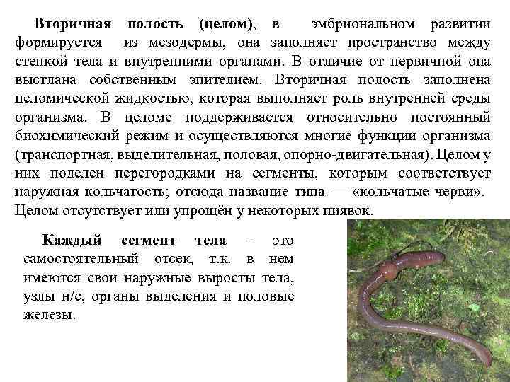 Пространство между стенкой тела и внутренними органами у кольчатых червей разделено перегородками на