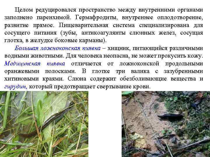 Целом редуцировался пространство между внутренними органами заполнено паренхимой. Гермафродиты, внутреннее оплодотворение, развитие прямое. Пищеварительная